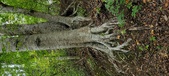 Enlarge photo 62