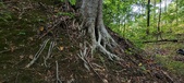 Enlarge photo 67