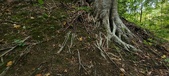 Enlarge photo 66