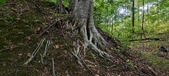 Enlarge photo 72