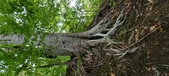 Enlarge photo 71