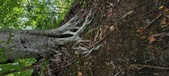 Enlarge photo 77