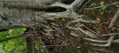 Enlarge photo 74