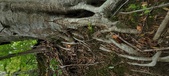 Enlarge photo 81
