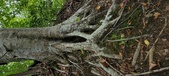 Enlarge photo 78