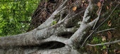 Enlarge photo 84