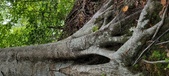 Enlarge photo 83