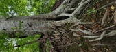 Enlarge photo 87