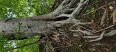 Enlarge photo 93