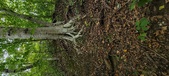 Enlarge photo 92