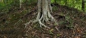 Enlarge photo 96
