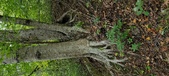 Enlarge photo 94