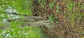 Enlarge photo 101