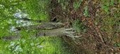 Enlarge photo 100