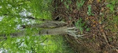 Enlarge photo 98