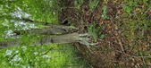 Enlarge photo 103