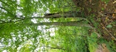 Enlarge photo 137