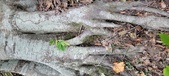 Enlarge photo 145