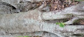 Enlarge photo 152