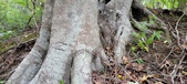 Enlarge photo 155