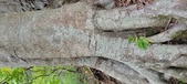 Enlarge photo 161