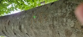 Enlarge photo 163