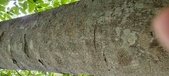Enlarge photo 162