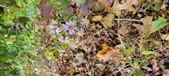 Enlarge photo 174