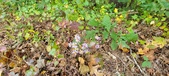 Enlarge photo 184