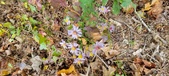 Enlarge photo 187