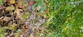 Enlarge photo 190
