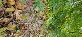 Enlarge photo 191