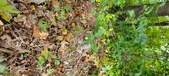 Enlarge photo 195