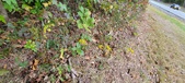 Enlarge photo 196