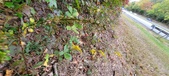 Enlarge photo 197