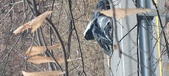 Enlarge photo 57
