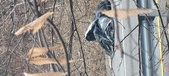 Enlarge photo 56