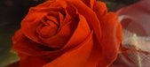 Enlarge photo 59