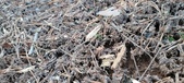 Enlarge photo 524