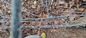 Enlarge photo 527