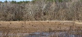 Enlarge photo 371