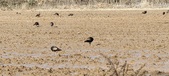 Enlarge photo 377