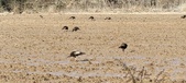 Enlarge photo 378