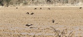 Enlarge photo 379