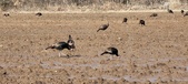Enlarge photo 382