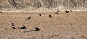 Enlarge photo 380