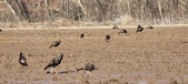 Enlarge photo 384