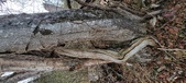 Enlarge photo 361
