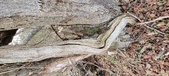 Enlarge photo 362