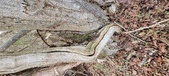Enlarge photo 363